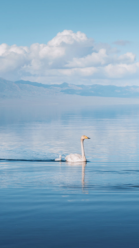 Swans gracefully swim on the tranquil Lake Selim preview