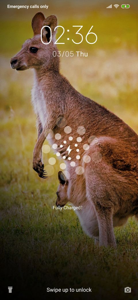 Kangaroo_3MDS preview