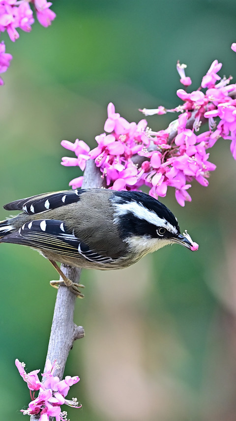 The firetailed babbler and purple flowers preview
