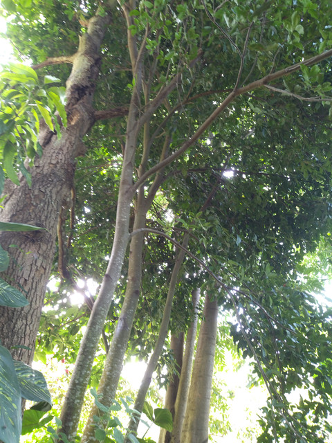 tree in the forest preview