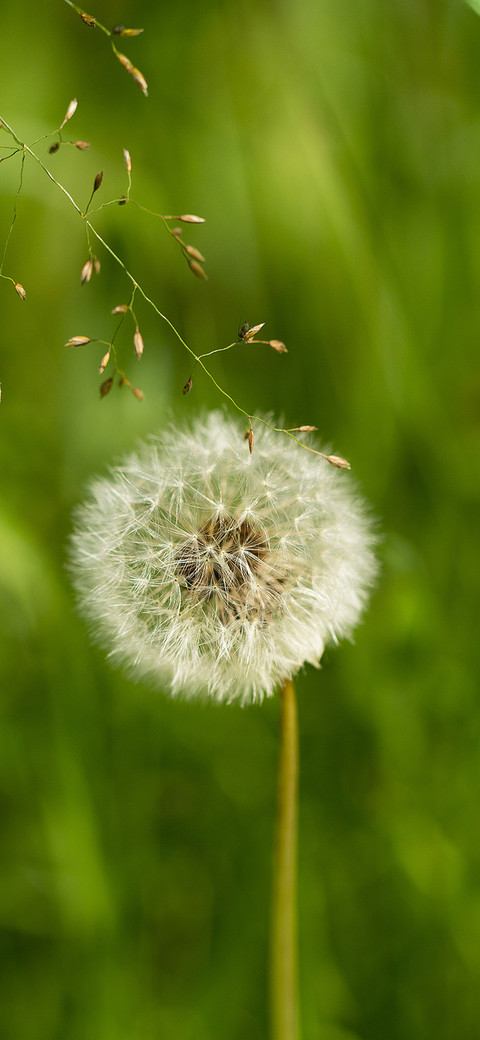 The dandelion-PAIXIN preview