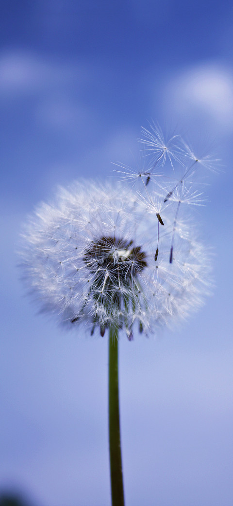 The beauty of plants-PAIXIN preview