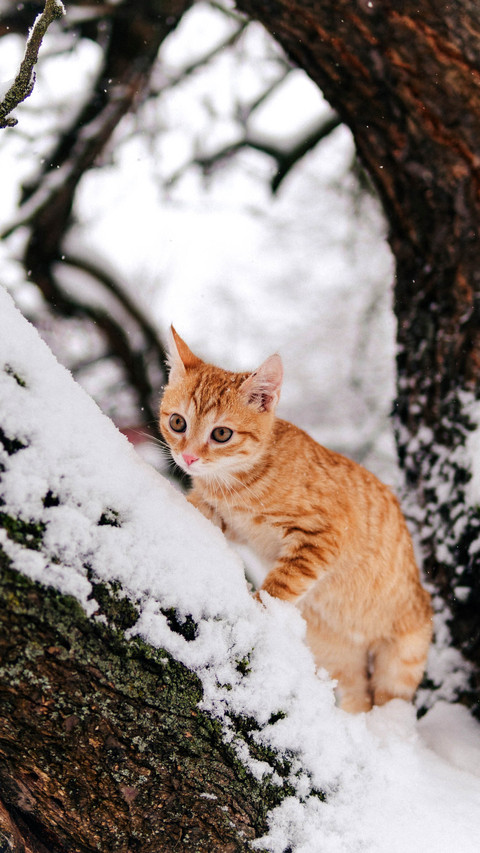 Ginger Orange Cat Sitting and Climbing a Snowy Tree preview