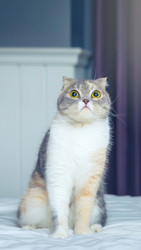 How to respond to cat requests 36 preview