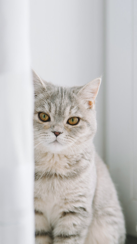 Adorable scottish breed indoor cat portrait preview