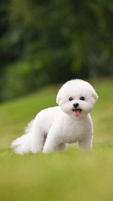 Is calcium supplementation for dogs a tax on intelligence preview