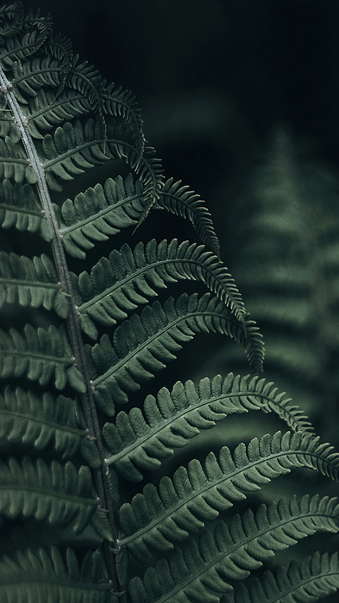 Natural beauty-PAIXIN preview