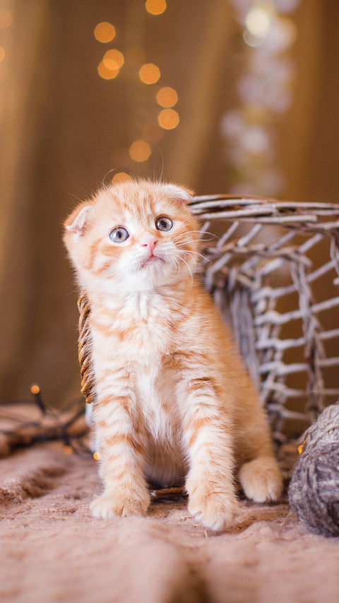 luck cat-PAIXIN preview