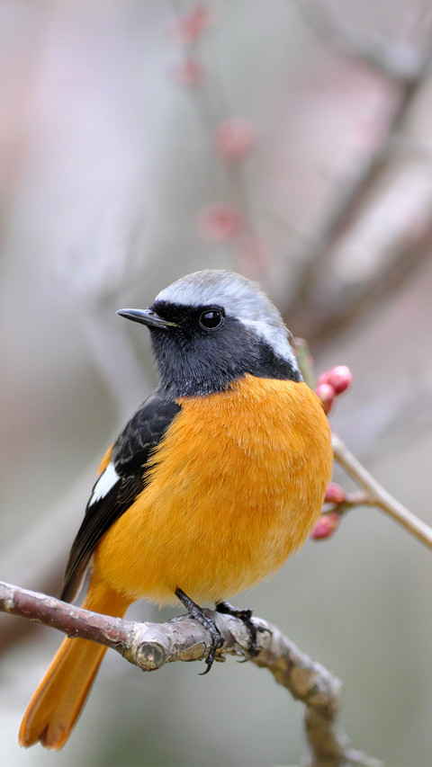 Osaka march redtailed robin preview