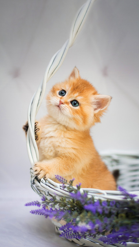 A Kitten Laying in the Basket and Looking out preview