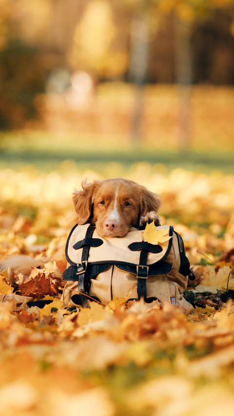 The dog put its head on the bag preview