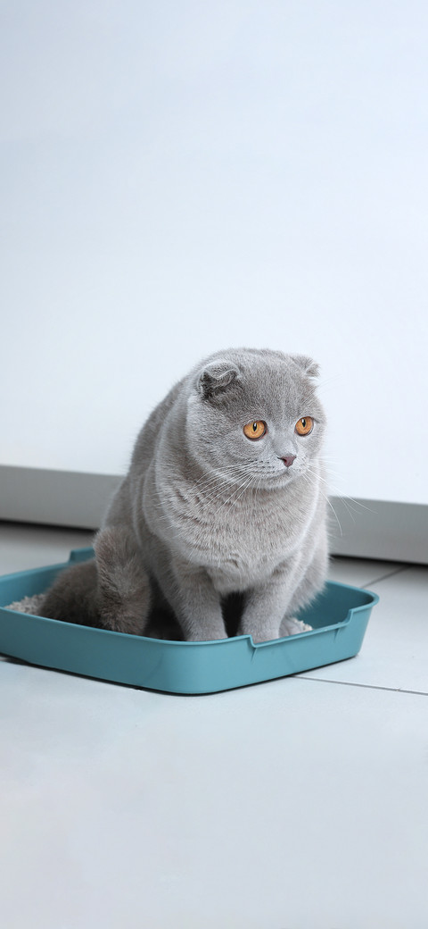 英短蓝猫-拍信图库 preview