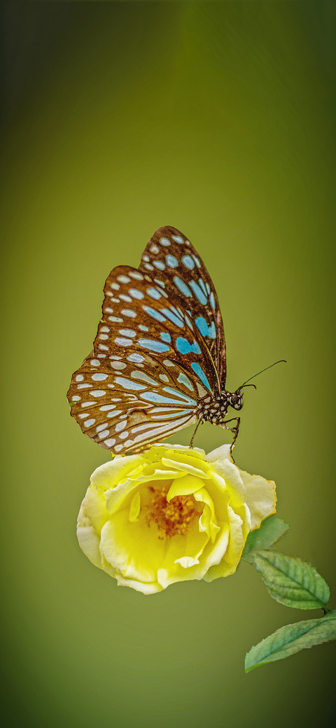 花丛中的蝴蝶壁纸-锐景创意 miui theme