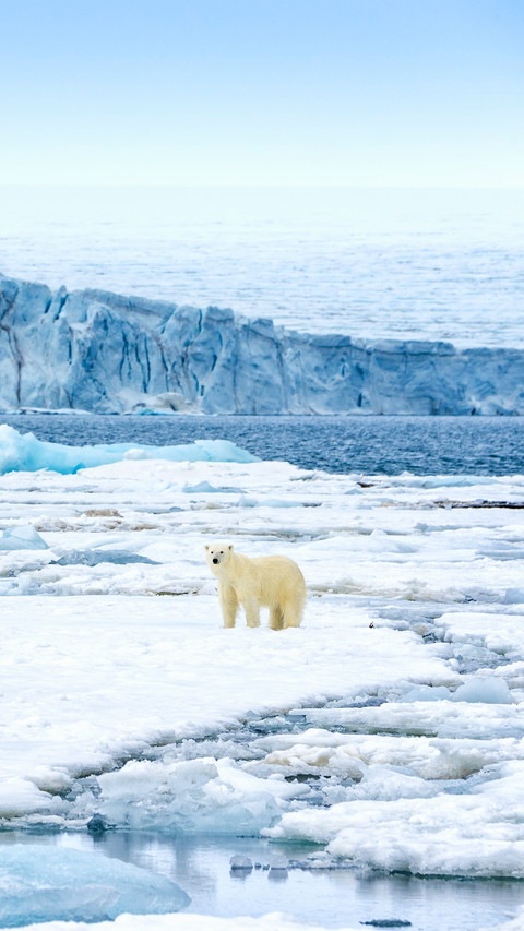 Female polar bear walking on pack ice preview