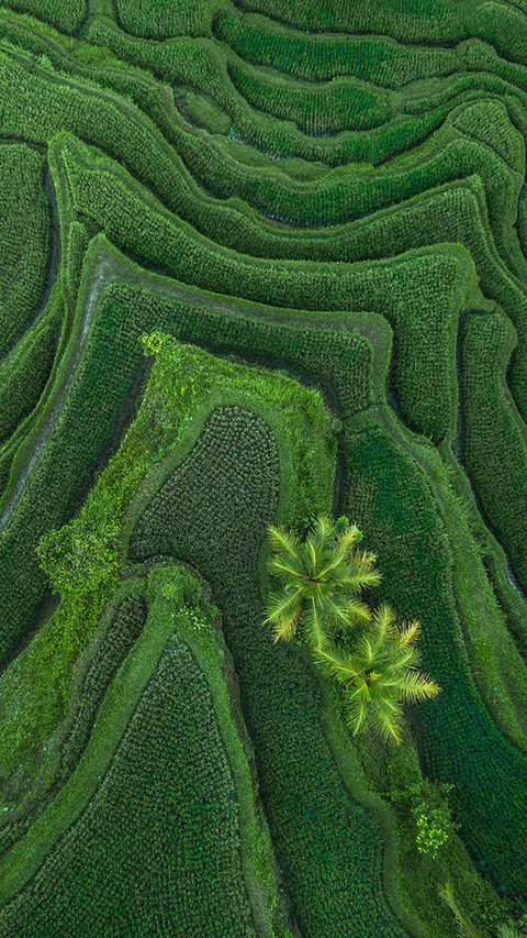 Nature Masterpiece preview