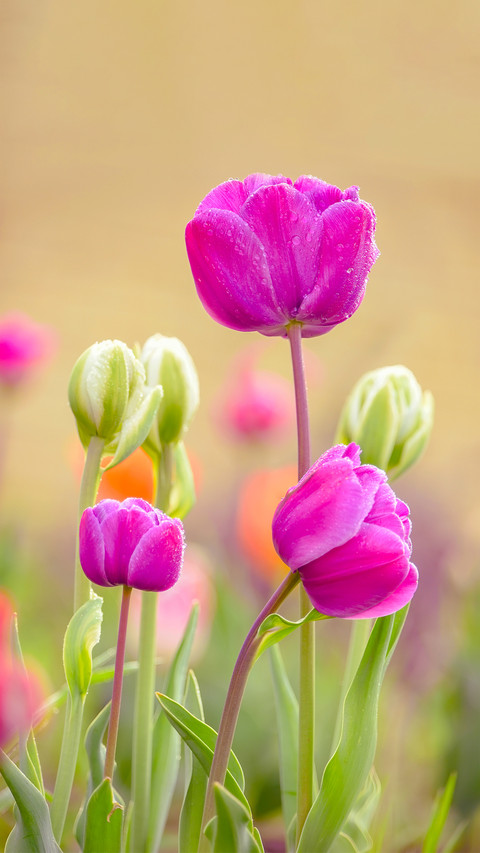 Flowers in the Corner preview
