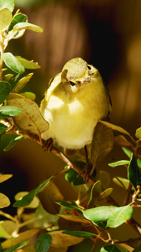 The chirping birds in the tree preview