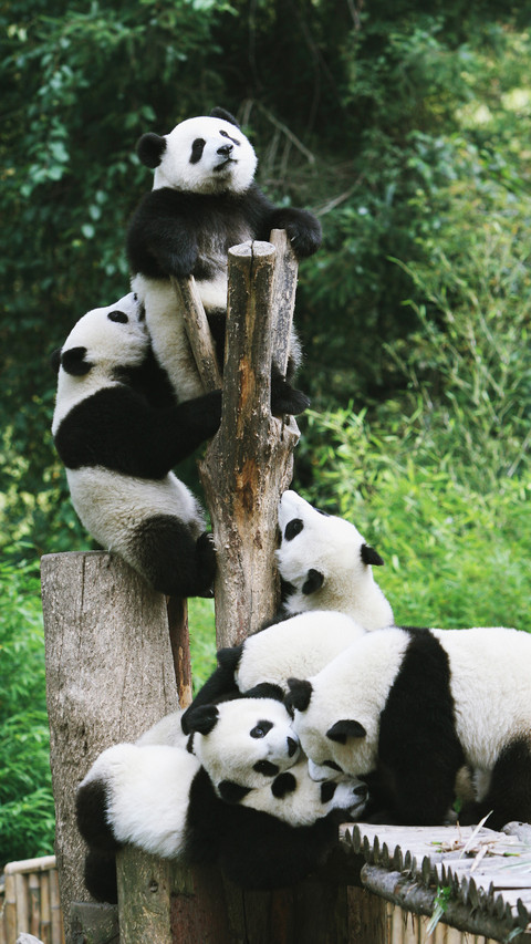 Giant pandas can also climb fences 45 preview