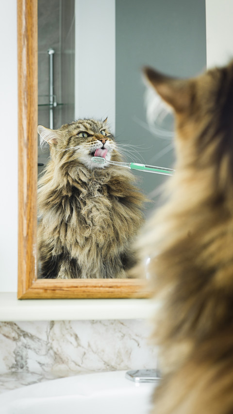 Do you brush the cats teeth 5 preview