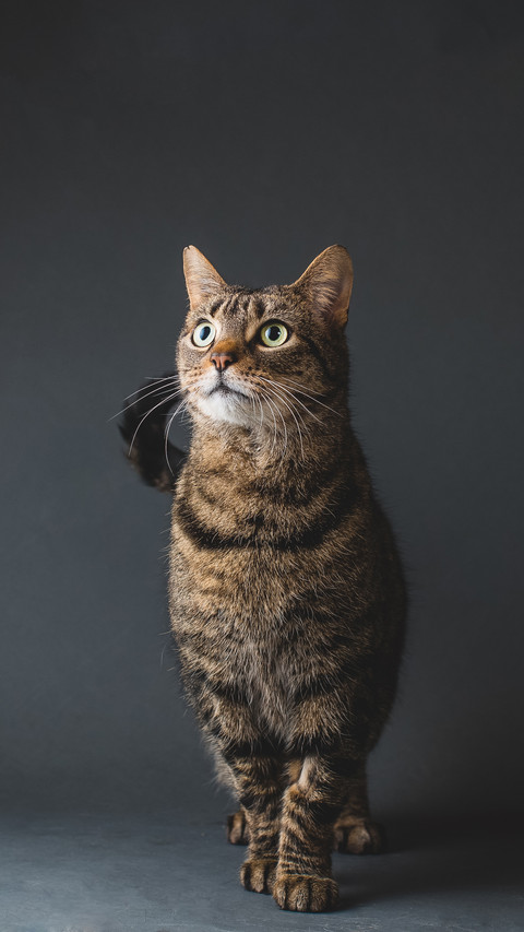How to select canned cats 8 preview