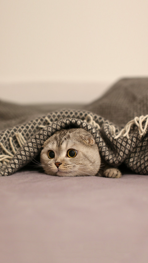 Scottish Fold cat hiding under a blanket preview
