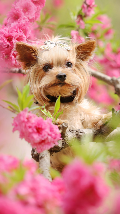 How to Make Pet Dogs Self disciplined 2 preview