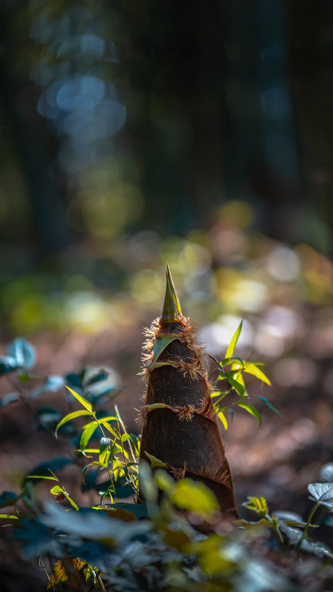 Do you want to blanch the spring bamboo shoots preview