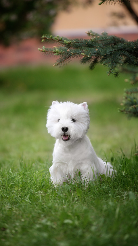 Dog (6) preview