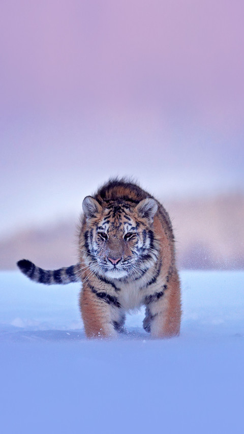 Russia. Snow flakes with wild Amur cat preview