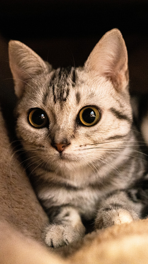 American shorthair cat preview