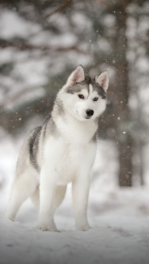 Sled Dog Standing in The Snow Smiling preview
