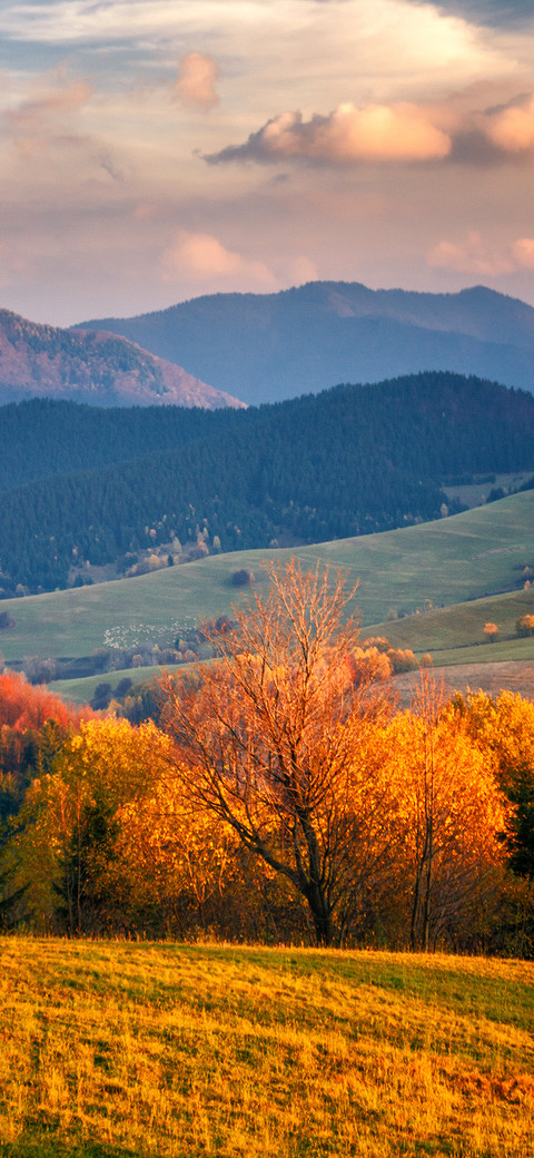 A Falling Leaf Heralds Autumn-PAIXIN preview