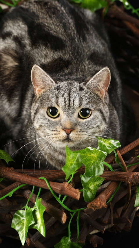 How to Build Trust with Cats 6 preview