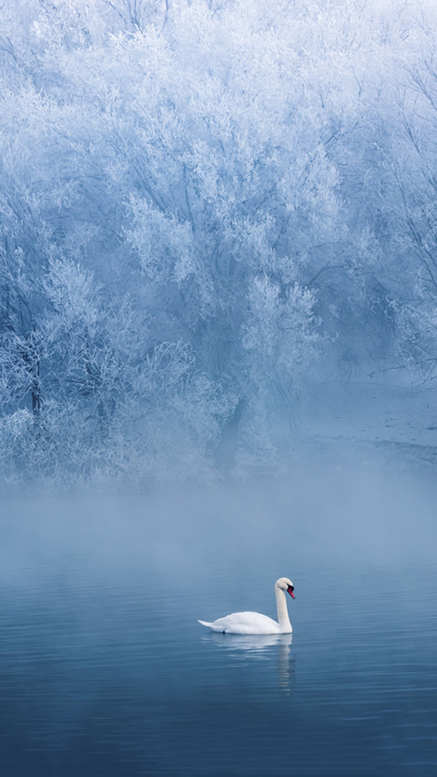 Beautiful Swan on Lake preview