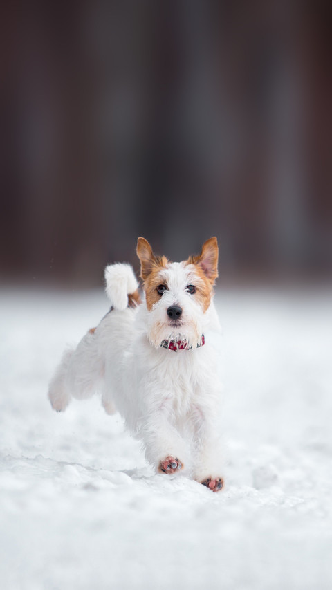 Jack Russell Terrier plays in the winter forest preview