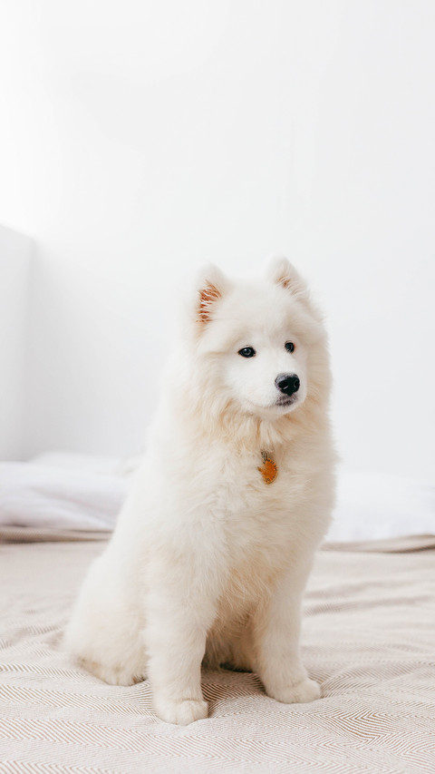 A Samoyed puppy in a photo studio on backgrounds preview