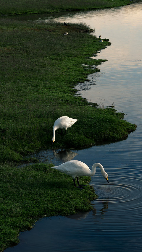 Swans playing in the water preview