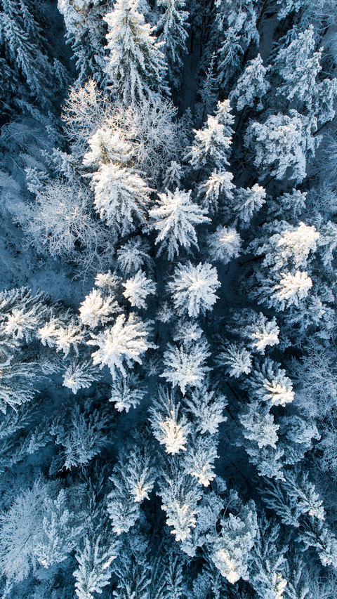 Winter Snowfield preview