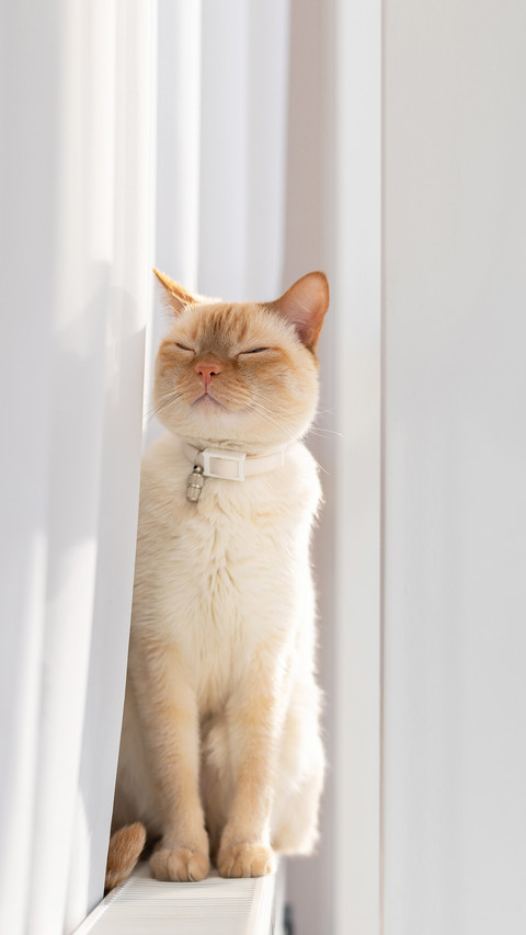 A domestic cat napping with closed eyes while sitting preview