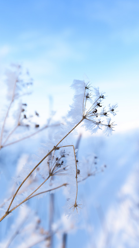 umbrellas of flowers in the snow preview