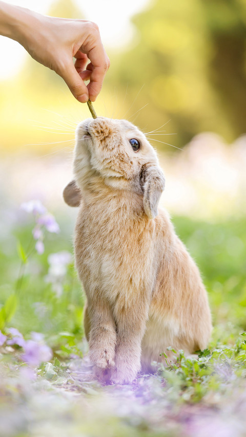What action does the rabbit take 03 preview