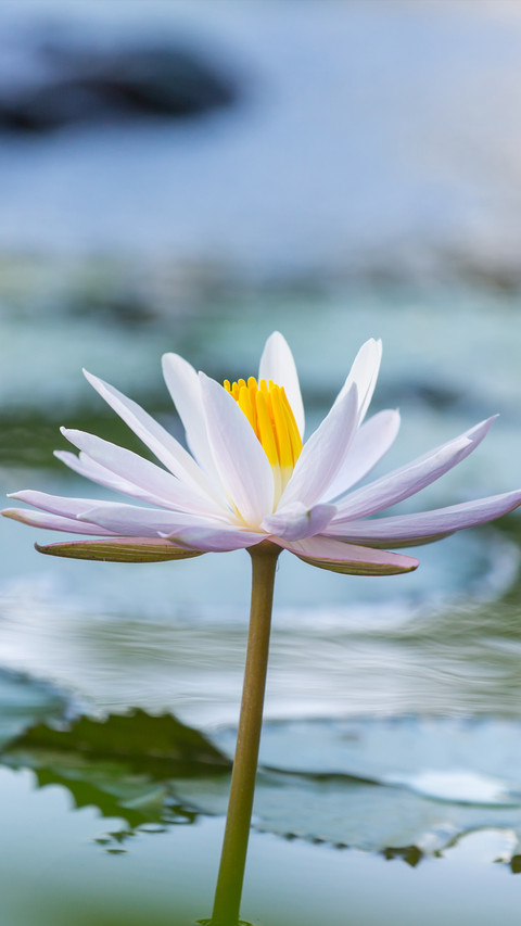 Blooming Flowers preview