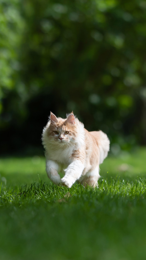 A Cat Running over the Lawn in the Back Yard preview