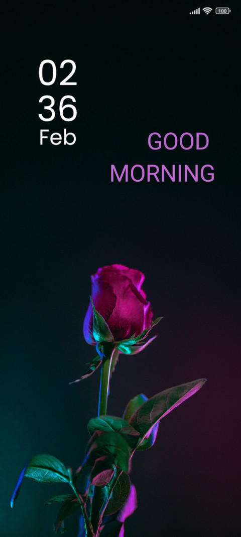 Red Rose preview
