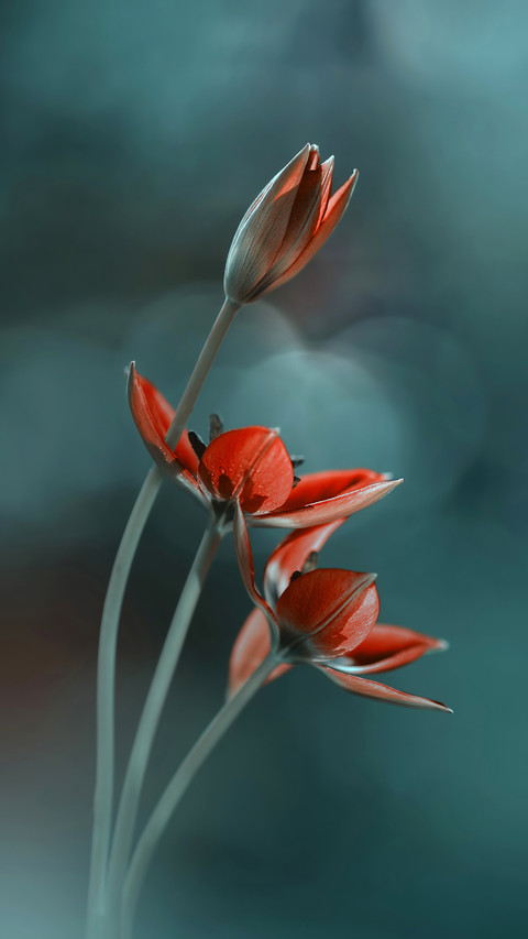 Flowers and plants preview