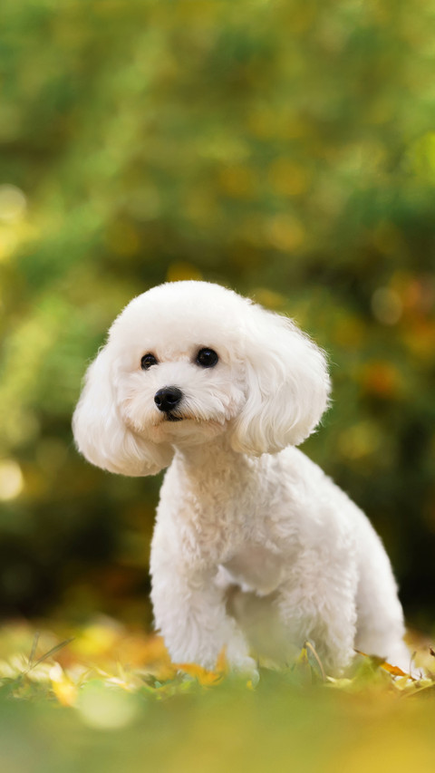 Dogs without too strong dog odor 5 preview
