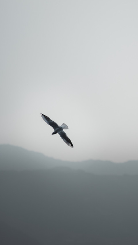 The instant of the seagull's dive preview