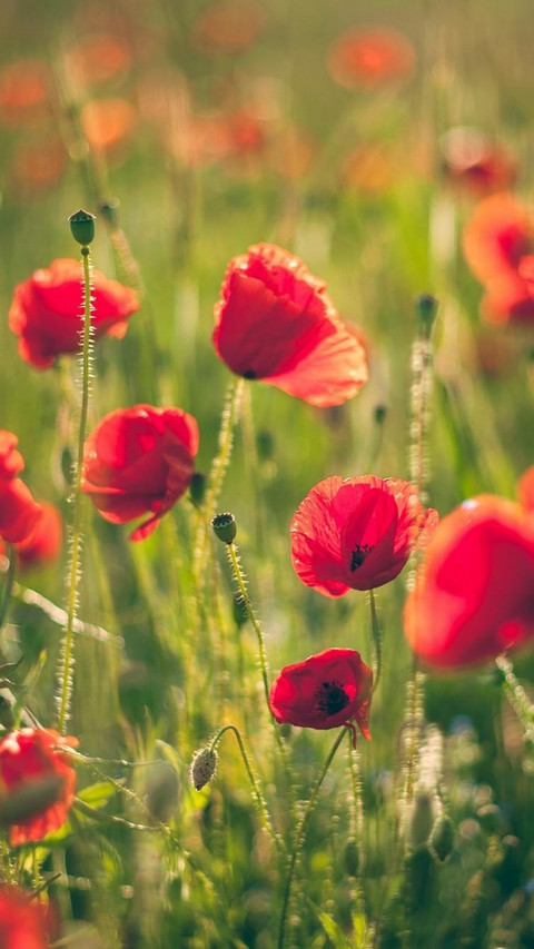  Poppies on a sunny field preview