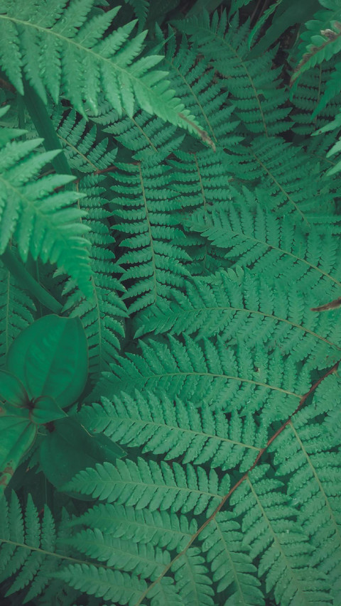 shot-00000.jpg preview