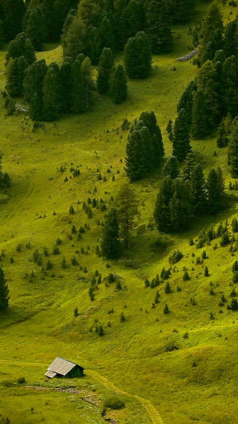 Tree high angle landscape preview